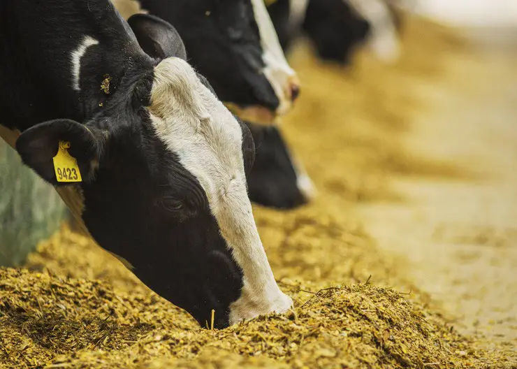 Животноводы ООО СХП «Дмитриевское» заготавливают сочный корм для крупнорогатого скота