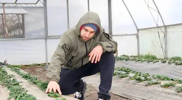 Владимир Татевосян из станицы Казанской двенадцать лет выращивает клубнику и виноград