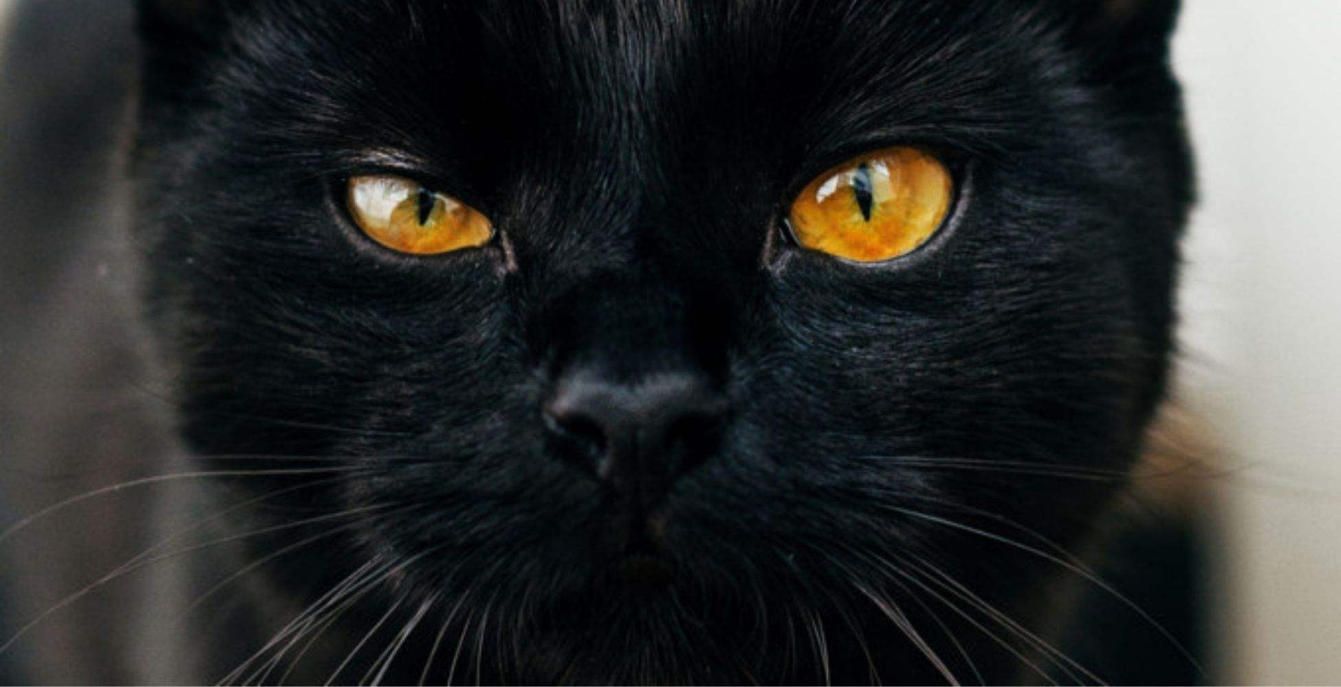 Черные кошки 10. Бомбейская кошка. Черная кошка. Морда черного кота. Пятница 13 черный кот.