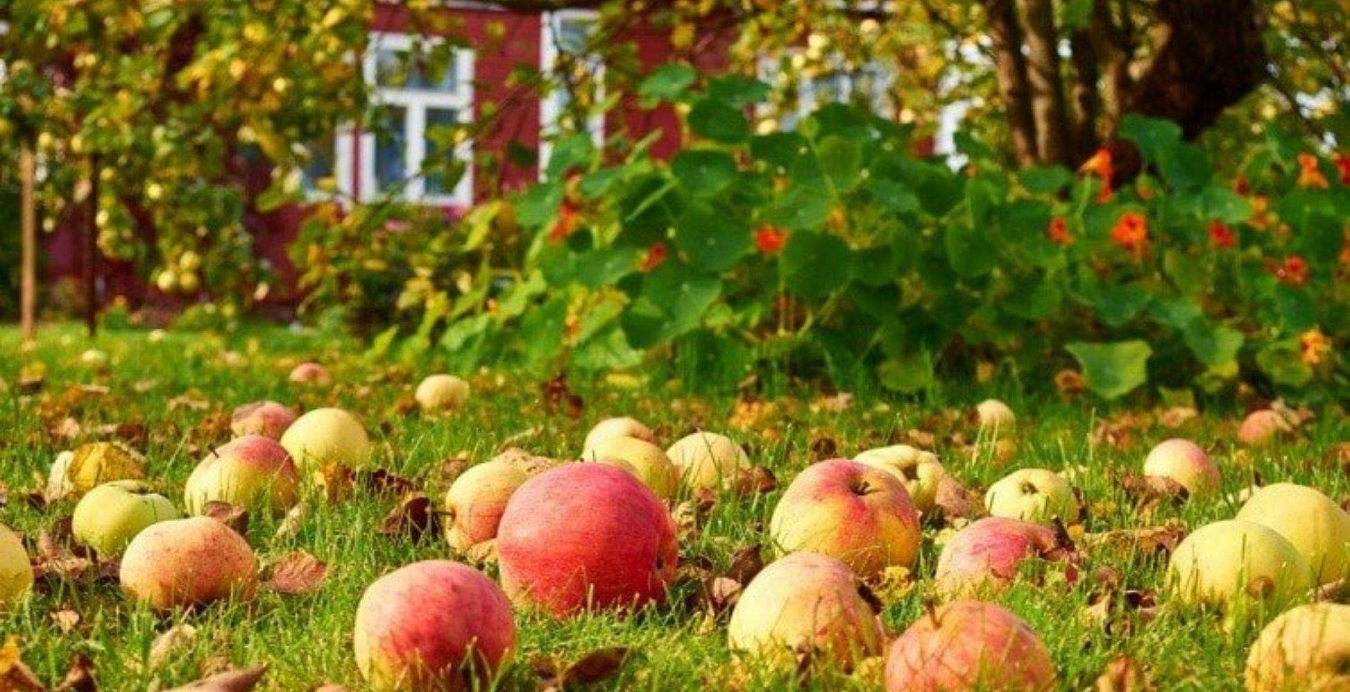 Осенний сад яблоки. Осенний сад. Осень в саду. Яблоневый сад осенью. Фруктовые деревья для сада.