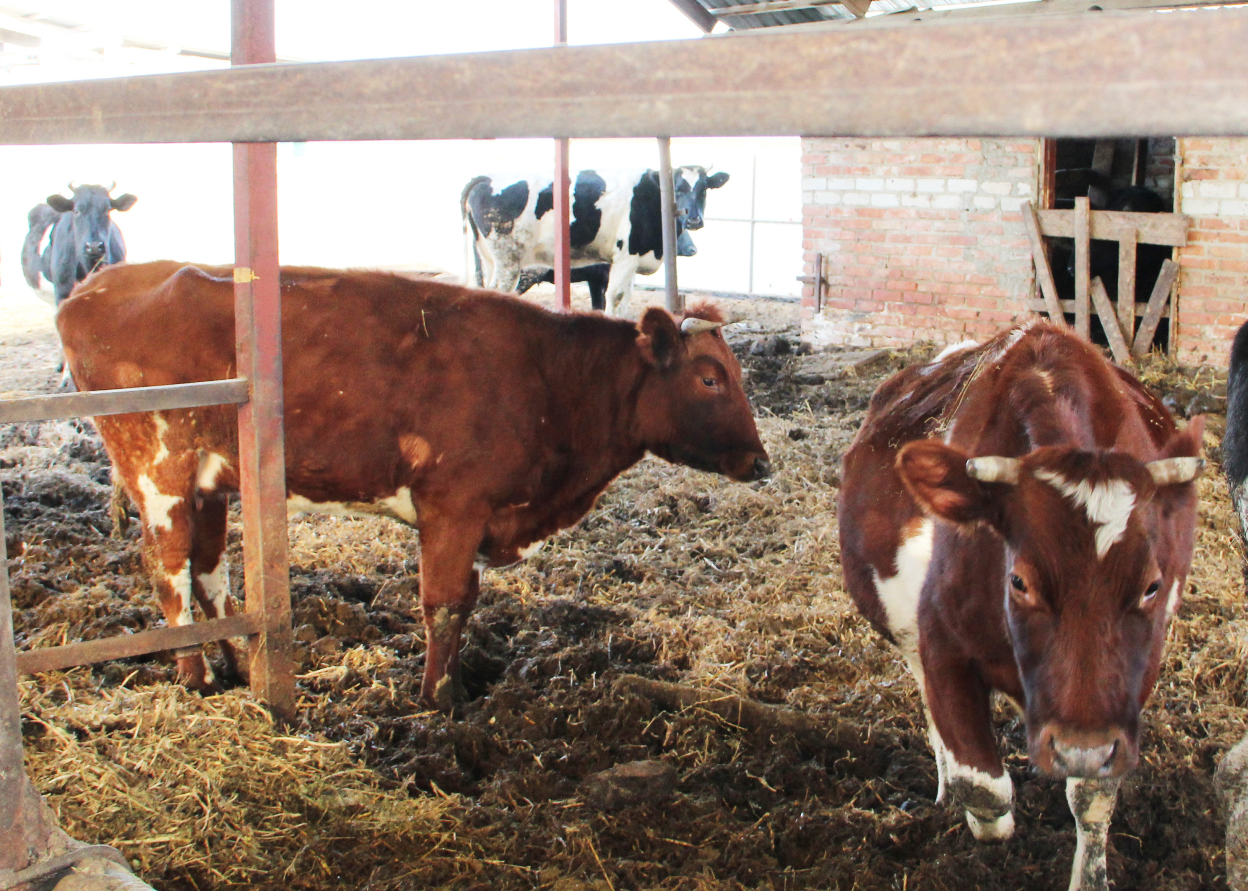 Откорм бычков на мясо в домашних условиях и в фермерских хозяйствах. Рацион