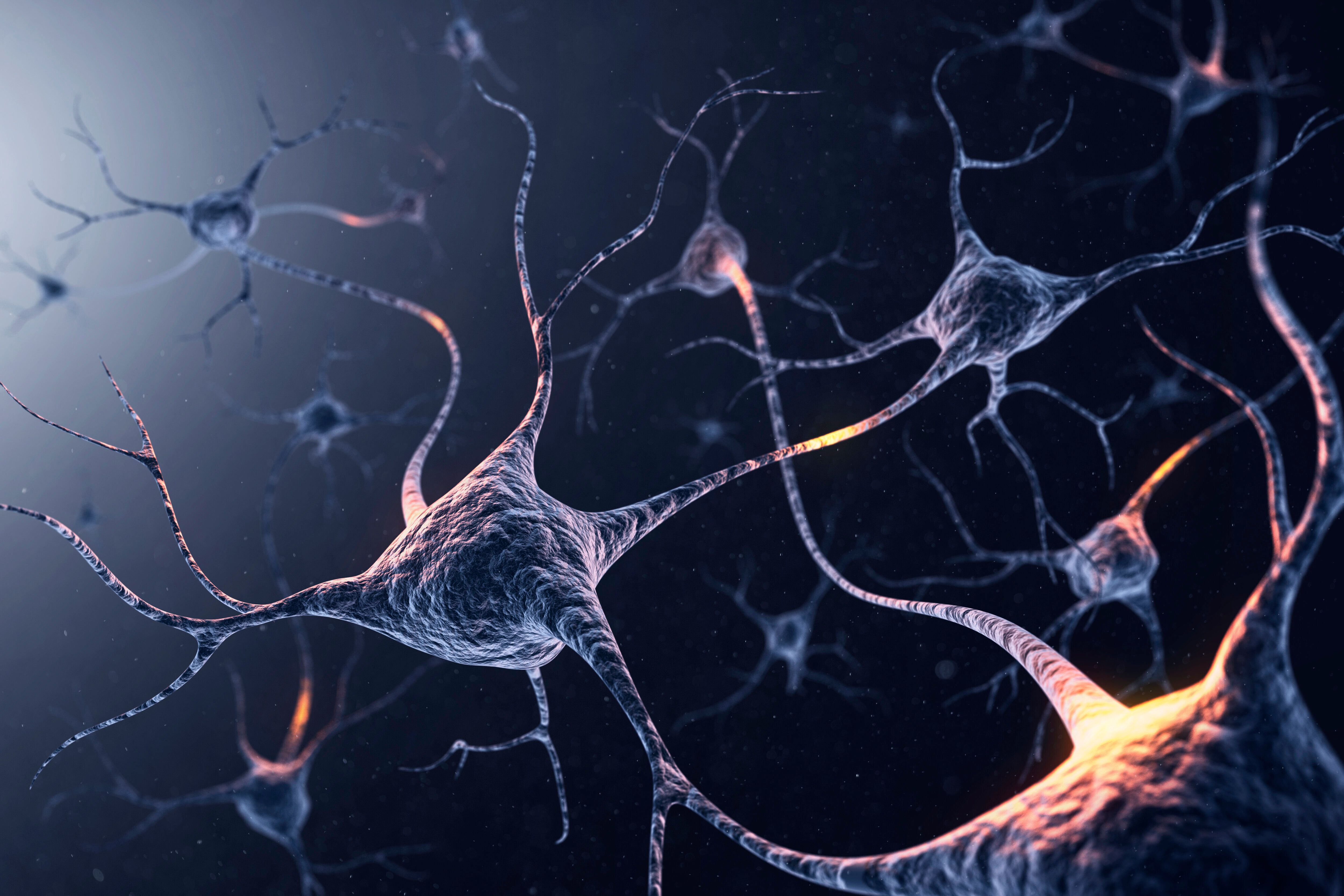 Новые клетки мозга. Нервная система Нейрон. Клетки мозга Нейроны. Нейронная клетка. Нервные клетки головного мозга.