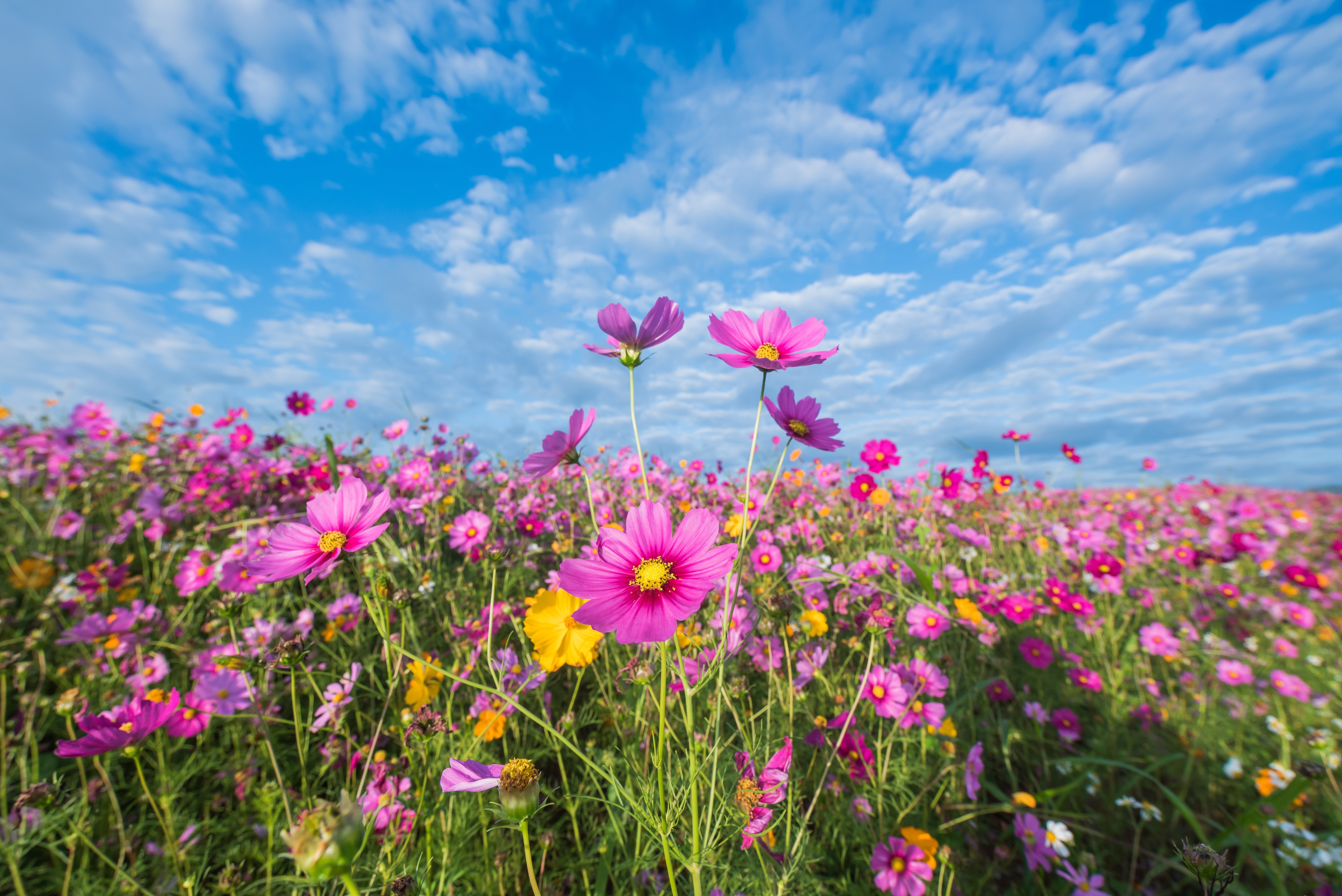 Лето цвет розовый. Космея поле. Луговые цветы космея. Лето цветы. Луг с цветами.