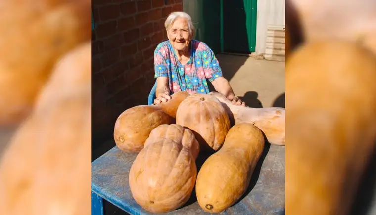 97-летняя жительница станицы Кавказской Мария Зайцева собрала на своем огороде более полтонны тыквы