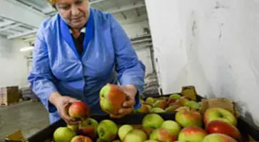 "Викториевские от Петровича"- местное хозяйство радует жителей района новым видом продукции