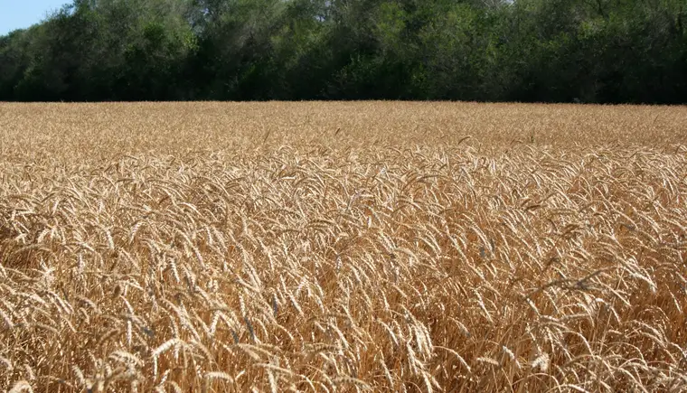 Коллектив ООО «Рассвет» первым в районе завершил уборку озимой пшеницы
