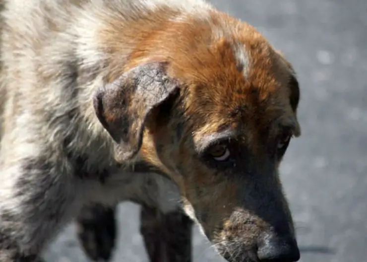 Как в Кавказском районе занимаются проблемой бездомных животных?