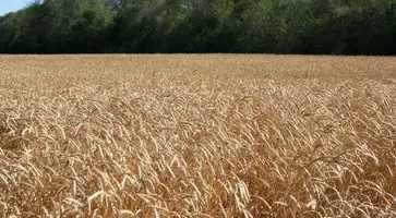 Коллектив ООО «Рассвет» первым в районе завершил уборку озимой пшеницы