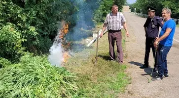 1500 кустов конопли уничтожили полицейские в станице Казанской