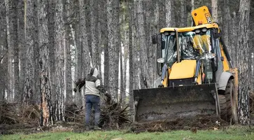 В сосновом бору Кропоткина выкорчевали корни спиленных деревьев