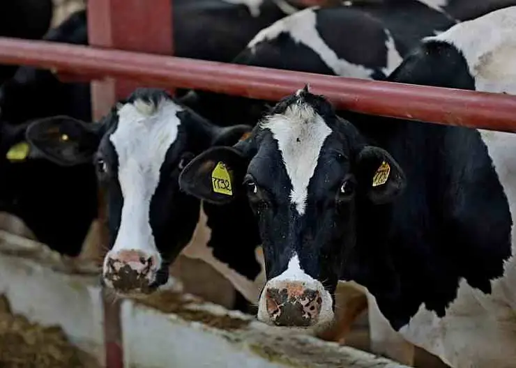 Краснодарский край стал лидером по приросту производства молока в первом квартале 2020 года