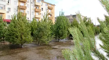 Новогодние уральские ели, удмуртские сосны и пихты из Дании можно купить в Кропоткине