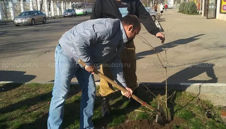 В Кропоткине высадили 175 саженцев деревьев