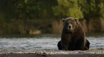 В Сочи медведи атакуют товарищества местных жителей