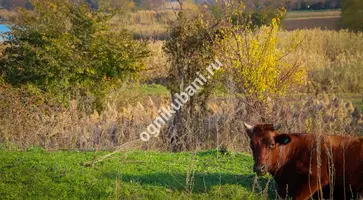 Привольный хуторок в степи