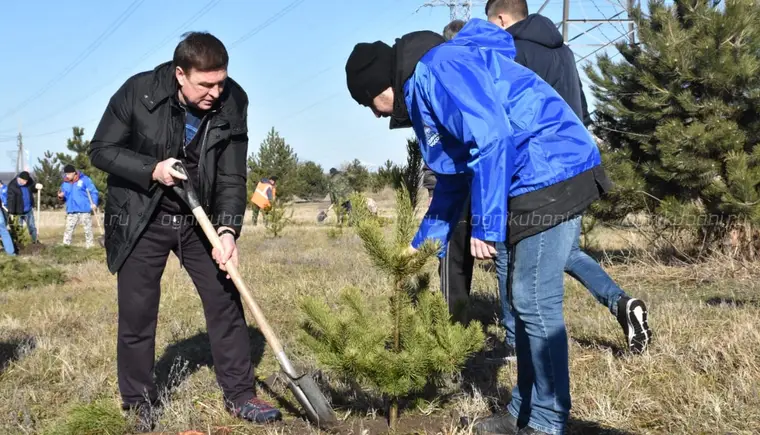 Парк Победы разрастается хвоей