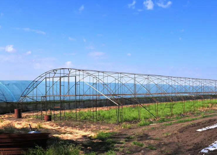 Господдержка тепличных хозяйств на Кубани поможет насытить рынокотечественными круглогодичными овощами