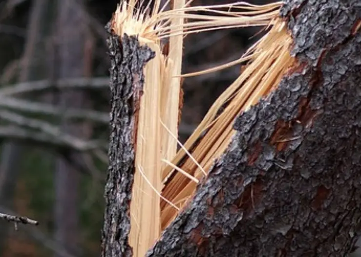 В Кавказском районе сильный ветер повалил дерево на проезжую часть