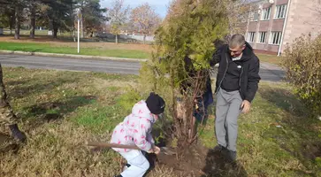 В станице Темижбекской на площади у Дома культуры высадили еще 15 туй.