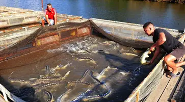 Развитие аквакультуры в Краснодарском крае помогает сохранить символ богатства и щедрости России — осетровые породы рыб