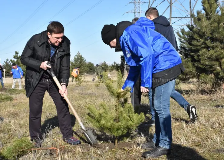 Парк Победы разрастается хвоей