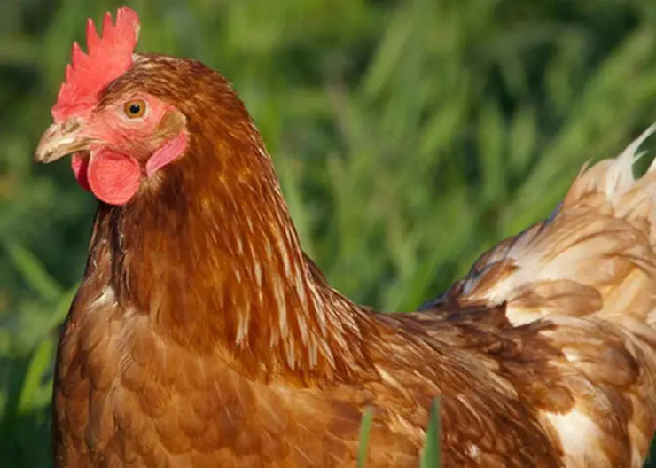 На птицефабрике КФХ «Наконечное» идет реализация 60-суточных цыплят Ламан Браун