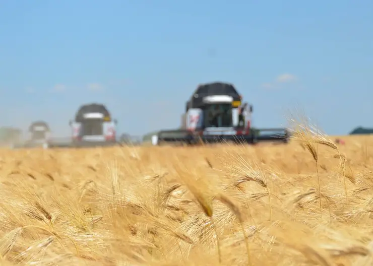 Хлеборобы ООО «Рассвет» первыми приступили к обмолоту зерновых