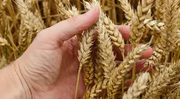Министерство сельского хозяйства и перерабатывающей промышленности предусмотрело 26 млн рублей отдать аграриям края в качестве субсидий на возмещение затрат по приобретению элитных семян