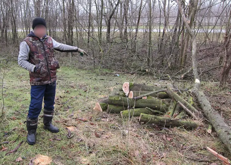 В станице Кавказской пресекли незаконную рубку лесных насаждений