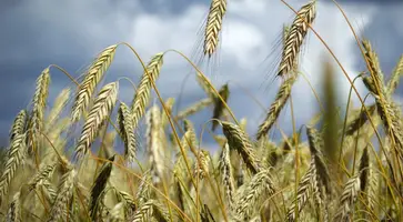 Земледельцам Кавказского района продолжать уборку зерновых колосовых культур мешает дождь