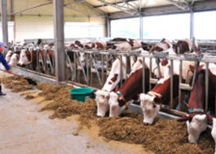 <em>Предприниматель Таисия Лущик при краевой поддержке&nbsp;</em><em>создала современную ферму, где коровы пьют энергетические коктейли, редко болеют и проходят УЗИ</em>