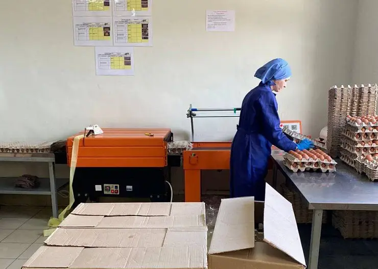 Кубанский поставщик яиц увеличил выработку продукции на 20%