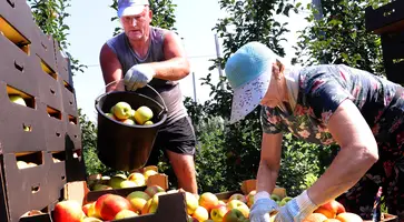 Господдержка помогает фермерам Краснодарского края активно развивать садоводство