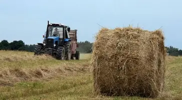 В районе завершилась заготовка кормов для крупнорогатого скота на предстоящую зимовку