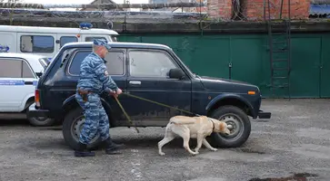 21 июня в нашей стране отмечается День кинолога