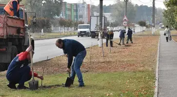 В Кропоткине сегодня высадили 50 саженцев каштанов