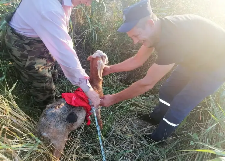 В станице Казанской козлик Пик провалился в колодец