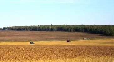 Дожди приостановили уборку кукурузы