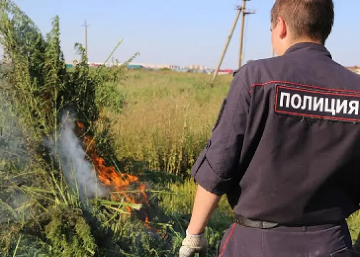 50 кустов дикорастущей конопли уничтожили полицейские в Темижбекской