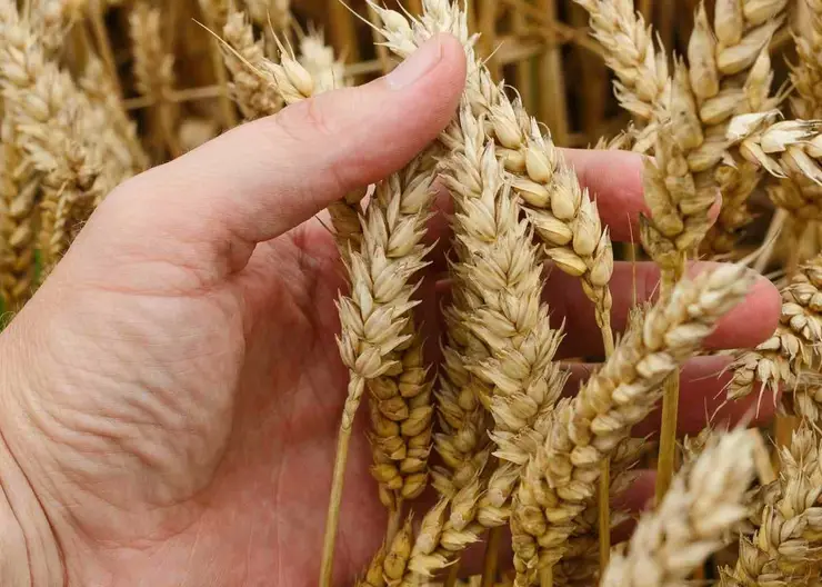 Министерство сельского хозяйства и перерабатывающей промышленности предусмотрело 26 млн рублей отдать аграриям края в качестве субсидий на возмещение затрат по приобретению элитных семян