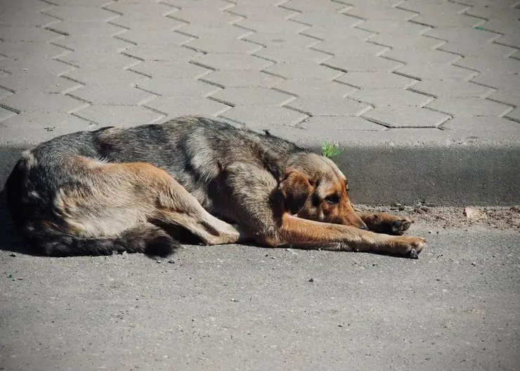 В конце июня специалисты ИП Ильиной С.В. в Кропоткине отлавливали бездомных собак