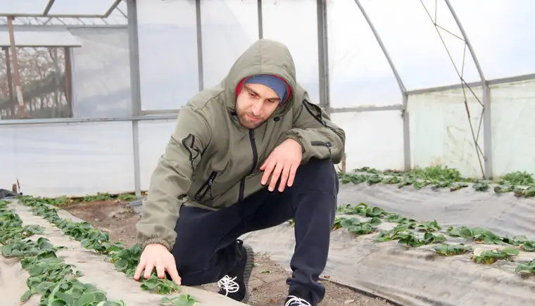 Владимир Татевосян из станицы Казанской двенадцать лет выращивает клубнику и виноград