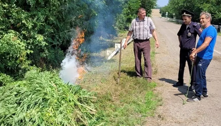 1500 кустов конопли уничтожили полицейские в станице Казанской