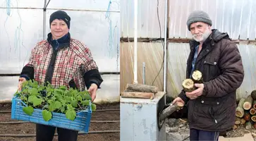 «Год овощей и фруктов». Супруги Александр и Любовь Митрохины из поселка Мирского успешно работают в собственном тепличном хозяйстве