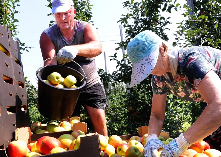 Господдержка помогает фермерам Краснодарского края активно развивать садоводство
