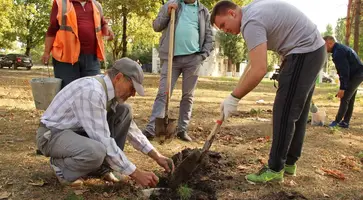 В Кропоткине появятся три кедровые аллеи