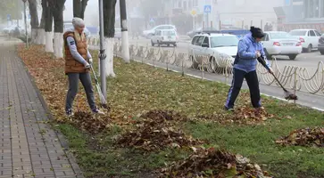 Сегодня в Кропоткине дружно убирают опавшую листву