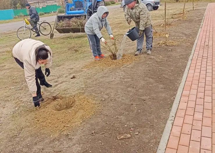 Пятьдесят кустов кизильника высадили в поселке Мирском