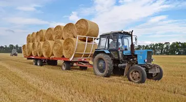 Параллельно с уборкой зерна в Кавказском районе идет заготовка кормов для крупнорогатого скота