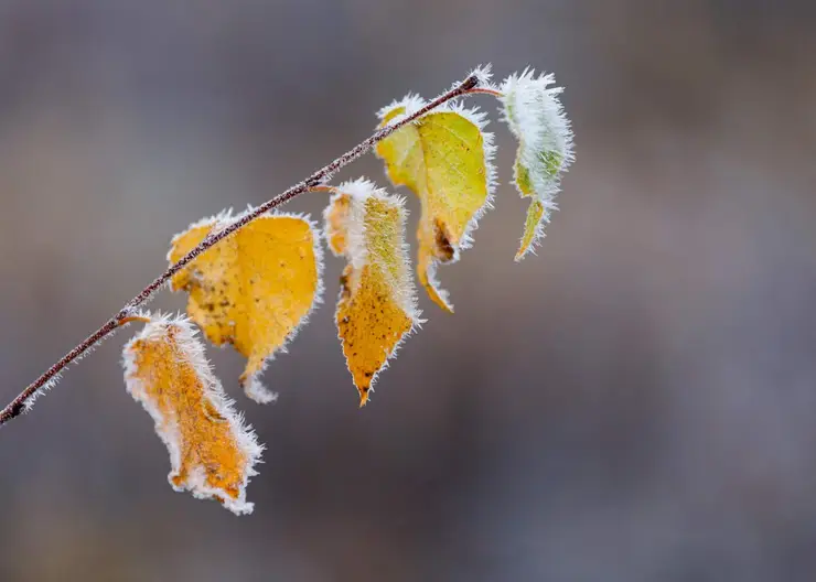 В конце недели на Кубани в отдельных районах ожидается до 8°C мороза